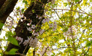日本、京都、円山公園、桜、国の名勝、桜の名所、春、木、空、青空