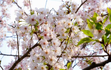 日本、京都、円山公園、桜、国の名勝、桜の名所、春、木、空、青空