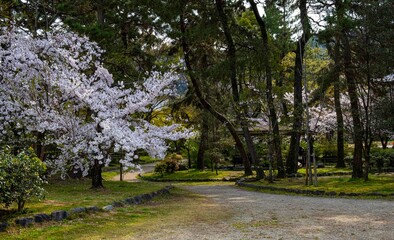 日本、京都、円山公園、桜、国の名勝、桜の名所、春、木、空、青空