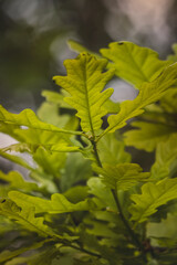 Green leaves on a blurred background on a sunny May day in the countryside.