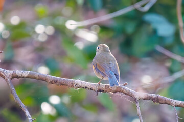 幸せの青い鳥、可愛いルリビタキ（ヒタキ科）
英名学名：Red flanked Bluetail (Tarsiger cyanurus)
埼玉県北本市、北本自然観察公園-2025
