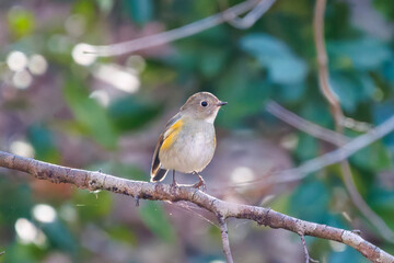 幸せの青い鳥、可愛いルリビタキ（ヒタキ科）
英名学名：Red flanked Bluetail (Tarsiger cyanurus)
埼玉県北本市、北本自然観察公園-2025
