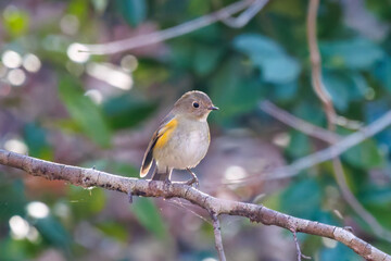 幸せの青い鳥、可愛いルリビタキ（ヒタキ科）
英名学名：Red flanked Bluetail (Tarsiger cyanurus)
埼玉県北本市、北本自然観察公園-2025
