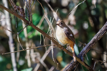 可愛いジョウビタキ（ヒタキ科）
英名学名：Daurian Redstart (Phoenicurus auroreus)
埼玉県北本市、北本自然観察公園-2025
