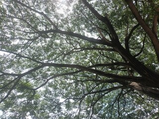 Fototapeta premium trees in the forest