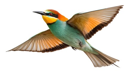Bee-eater bird flying in tropical air, chasing insect, vivid colors, isolated on white background