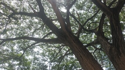 Fototapeta premium Big trees in the park at afternoon.