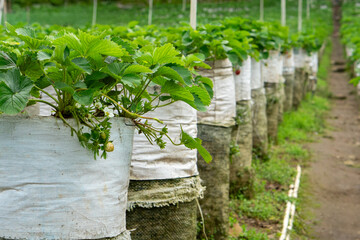 Rows of strawberry plants growing in white plastic bags at an organized agricultural farm. Young green strawberries and lush leaves thrive in vertical planting systems.