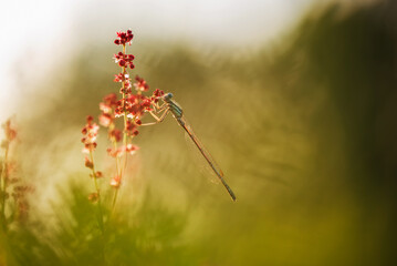 Mała ważka na szczawiu na łące o poranku. 