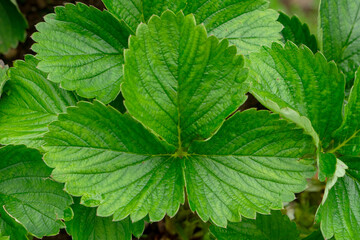 Close-up of fresh green strawberry leaves with detailed texture and serrated edges. The healthy foliage indicates well-maintained plants in a natural growing environment.