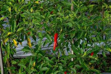 A close-up view of a chili pepper plant with ripe red and unripe green chilies growing in an...