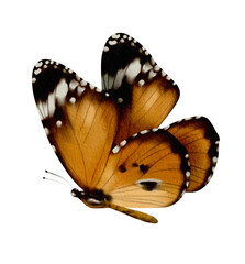 vibrant orange butterfly with intricate black and white patterns, showcasing its delicate wings in graceful pose