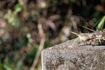 可愛いジョウビタキ（ヒタキ科）
英名学名：Daurian Redstart (Phoenicurus auroreus)
埼玉県北本市、北本自然観察公園-2025
