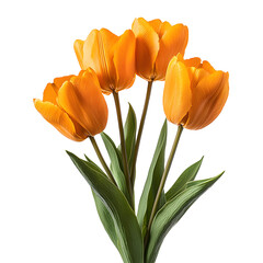 Bright orange tulips with green leaves isolated on white background perfect for sp floral decoration or garden themes