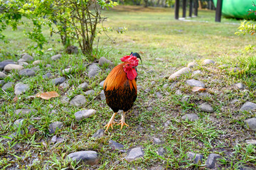 Taiwan  Vibrant red-black rooster with iridescent plumage standing on green grass beside stones in...