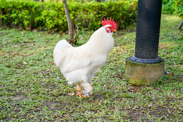 Proud white rooster standing tall on concrete base with blue sky backdrop and mountain rim, symbolizing farmyard vigilance and rural vigor