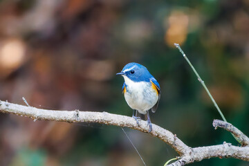 羽ばたいて飛び出す幸せの青い鳥、可愛いルリビタキ（ヒタキ科）
英名学名：Red flanked Bluetail (Tarsiger cyanurus)
埼玉県北本市、北本自然観察公園    2025
