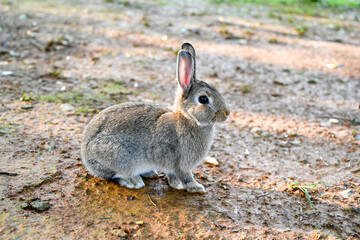Fototapeta premium Grey rabbit crouching on grass under tree roots, showcasing textured fur and expressive eyes in a peaceful rural setting