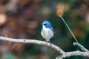羽ばたいて飛び出す幸せの青い鳥、可愛いルリビタキ（ヒタキ科）
英名学名：Red flanked Bluetail (Tarsiger cyanurus)
埼玉県北本市、北本自然観察公園    2025
