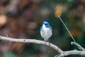 羽ばたいて飛び出す幸せの青い鳥、可愛いルリビタキ（ヒタキ科）
英名学名：Red flanked Bluetail (Tarsiger cyanurus)
埼玉県北本市、北本自然観察公園    2025
