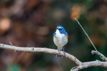 羽ばたいて飛び出す幸せの青い鳥、可愛いルリビタキ（ヒタキ科）
英名学名：Red flanked Bluetail (Tarsiger cyanurus)
埼玉県北本市、北本自然観察公園    2025
