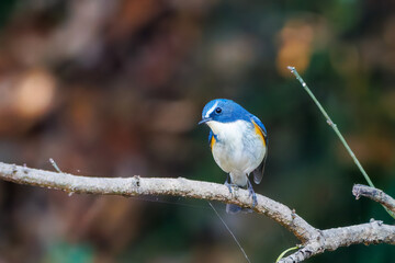 羽ばたいて飛び出す幸せの青い鳥、可愛いルリビタキ（ヒタキ科）
英名学名：Red flanked Bluetail (Tarsiger cyanurus)
埼玉県北本市、北本自然観察公園    2025
