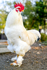 Proud white rooster standing tall on concrete base with blue sky backdrop and mountain rim, symbolizing farmyard vigilance and rural vigor