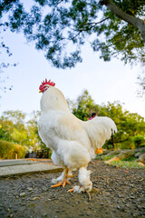  Low-angle view of a majestic white rooster standing on a park path with orange feet and vibrant comb under leafy trees, conveying rural strength and natural environment