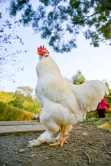 Proud white rooster standing tall on concrete base with blue sky backdrop and mountain rim, symbolizing farmyard vigilance and rural vigor