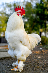 Proud white rooster standing tall on concrete base with blue sky backdrop and mountain rim, symbolizing farmyard vigilance and rural vigor