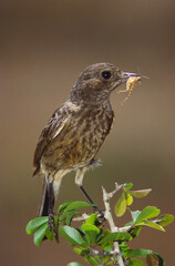 Birds Pied bushchat female saxicola caprata with feed, Bangalore, Karnataka, India