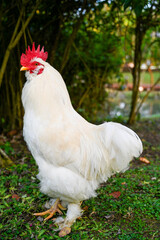 Proud white rooster standing tall on concrete base with blue sky backdrop and mountain rim, symbolizing farmyard vigilance and rural vigor