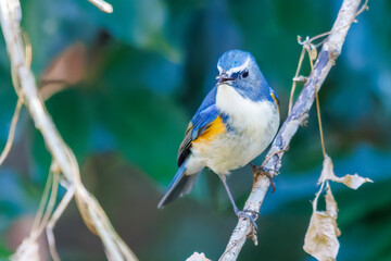 幸せの青い鳥、可愛いルリビタキ（ヒタキ科）
英名学名：Red flanked Bluetail (Tarsiger cyanurus)
埼玉県北本市、北本自然観察公園 2025
