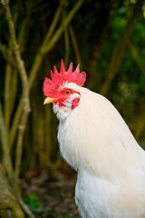 Proud white rooster standing tall on concrete base with blue sky backdrop and mountain rim,...