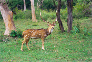 Chital or spotted deer axis axis, Bandipur national park, Karnataka, India