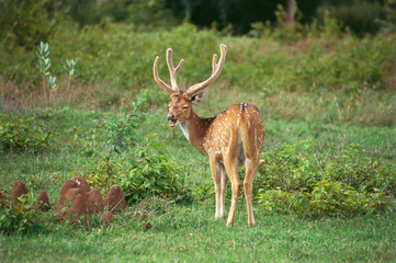 Chital or spotted deer stag axis axis, Bandipur national park , Karnataka, India