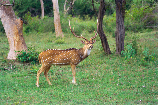 Chital or spotted deer axis axis, Bandipur national park, Karnataka, India