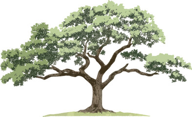 Detailed Tree Vector Illustration Isolated on White.