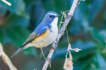 幸せの青い鳥、可愛いルリビタキ（ヒタキ科）
英名学名：Red flanked Bluetail (Tarsiger cyanurus)
埼玉県北本市、北本自然観察公園 2025
