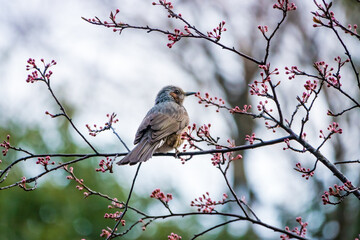 沢山のピンクのつぼみの枝に止る小鳥