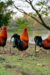 Taiwan  Vibrant red-black rooster with iridescent plumage standing on green grass beside stones in...
