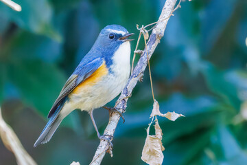 Obraz premium 幸せの青い鳥、可愛いルリビタキ（ヒタキ科） 英名学名：Red flanked Bluetail (Tarsiger cyanurus) 埼玉県北本市、北本自然観察公園 2025 