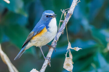 幸せの青い鳥、可愛いルリビタキ（ヒタキ科）
英名学名：Red flanked Bluetail (Tarsiger cyanurus)
埼玉県北本市、北本自然観察公園 2025
