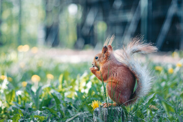 A squirrel runs on the grass © evastud