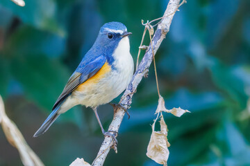 幸せの青い鳥、可愛いルリビタキ（ヒタキ科）
英名学名：Red flanked Bluetail (Tarsiger cyanurus)
埼玉県北本市、北本自然観察公園 2025

