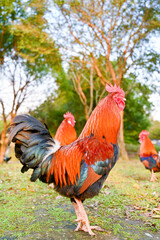 Majestic red rooster standing on park path at golden hour with warm backlight, presenting classic symbol of dawn and countryside resilience