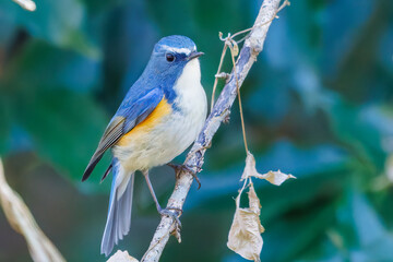 幸せの青い鳥、可愛いルリビタキ（ヒタキ科）
英名学名：Red flanked Bluetail (Tarsiger cyanurus)
埼玉県北本市、北本自然観察公園 2025
