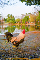 Close-up of vibrant rooster head with red comb, sharp beak and glossy feathers, isolated by shallow...