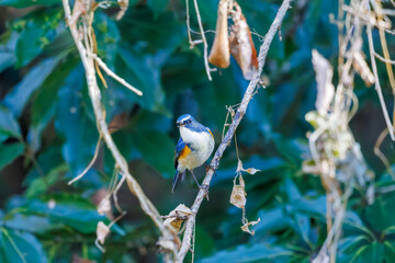 幸せの青い鳥、可愛いルリビタキ（ヒタキ科）
英名学名：Red flanked Bluetail (Tarsiger cyanurus)
埼玉県北本市、北本自然観察公園 2025
