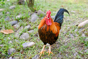 Taiwan  Vibrant red-black rooster with iridescent plumage standing on green grass beside stones in rural park, perfect for farm animal, poultry and countryside concept